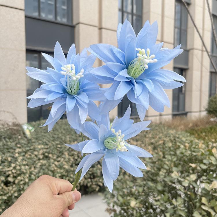 新3头大爪菊-sxftx-天蓝.JPG