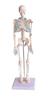Modelo de Esqueleto Humano ZM1004 de 45 cm - Modelo Anatómico Médico para Enseñanza Maniquí