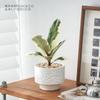 Foliagem Cômica Árvore da Borracha Planta de Interior Escritório Dormitório Planta Verde Fácil de Cuidar Folhas Coloridas Moderna Interessante Planta de Vaso para Mesa