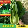 Sementes de Colza Verde de Suzhou Sementes de Vegetais de Colza Atacado Empresa de Sementes de Vegetais de Colza