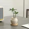 Bonsái Sala de Estar Mesa de Café Fácil de Cuidar Flores Plantas Verdes Perennes Cuatro Estaciones Oficina Escritorio Interior Plantas Purificadoras de Aire