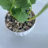 Flores Artificiales Premium Transfronterizas, Plantas en Maceta de Pensamientos, Flores Falsas, Orquídeas Phalaenopsis, Decoración Creativa para el Hogar, Flores de Seda para Bodas, Plantas Verdes al por Mayor