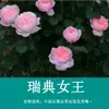 Mudas de Flor de Rosa Trepadeira, Florais Extra Grandes e Plantas Verdes, Rosas de Vaso para Interior, Flores de Rosa, Trepadeiras, Florescendo em Todas as Estações