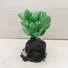 Árbol de Jade en Maceta con Hojas Grandes, Planta Suculenta, Lirio de la Paz, Planta Verde Purificadora de Aire de Interior y Flor