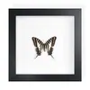 Mariposa Real, Especie Preciosa de Verano, Mariposa Rara, Mariposa Pequeña de Cinta Verde, Adorno de Escritorio, Espécimen de Regalo, Pintura Decorativa, Espécimen de Mariposa