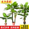 Simulación de comercio exterior taro verde simulación taro de hadas bonsái planta de simulación Guanyin goteante adornos decorativos en maceta venta al por mayor