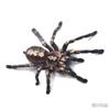 Car Sticker Cartoon Spider Gecko Scorpion Animal Car Sticker Scratch Car Tail Stereo Body Sticker P74