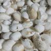 Concha de Capullo de Morera con Pupa para Belleza Natural para Lavado Facial Dedales, Consumo de Té, Extracción de Seda, Concha de Capullo Medicinal para Remojar en Agua y Beber con Concha de Seda