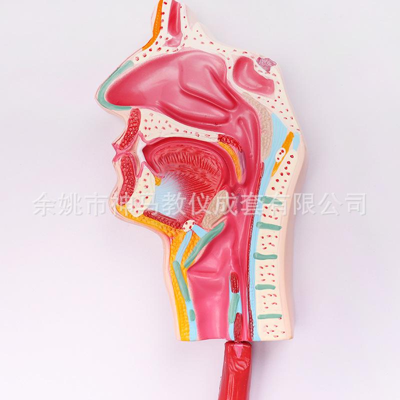 人体消化系统模型-5