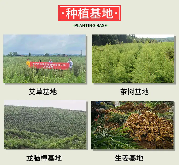 茶树精油2_10