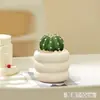 Plantas suculentas, plantas pequeñas de interior en maceta, cactus de mesa para sala de estar, plantas verdes, flores de vivero, fáciles de cuidar durante todo el año
