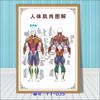 Diagrama esquemático del sistema musculoesquelético humano. Póster médico. Diagrama de la estructura del corazón. Póster hospitalario.