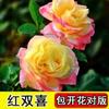 Dropshipping [Plántulas Grandes de Siete Años] Plántulas de Rosas Rosas en Maceta Plántulas de Rosas Plantas Verdes de Interior y Exterior Balcón Oficina