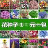 Sementes Atacado para Sementes de Flores Transfronteiriças: Girassóis, Cosmos, Tagetes, Sementes de Flores com Personalização de Rótulo