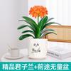 Dropshipping Clivia Plántulas en Maceta con Capullos Plantas de Flor Interior Tesoro Nacional Gigante Caro