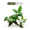 Plantas de Acuario, Decoraciones de Paisajismo con Césped Real, Plantas Aptas para Principiantes, Crisantemo Verde Ciempiés, Plantas de Sombra, Piedra Volcánica, Plantas Verdes Purificadoras de Agua