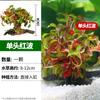 Plantas Acuáticas Locas Acuario Hierba Real Oxigenada Hidroponía Banyan de Agua Perezoso Madera Sumergida Paisajismo Entrada Plantas Acuáticas Fabricante Mayorista
