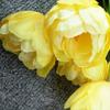 Fabricante de Tulipanes Flor Simulada de Tulipán Multicapa de 3 Cabezas Decoración de Boda Ingeniería de Paisajismo Arreglo Floral