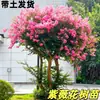 Mudas de Resedá Flores de Pátio Mudas Grandes Sala de Plantas Exterior Vermelho Roxo Mudas de Resedá Paisagismo de Vilas Plantas em Vasos Dropshipping