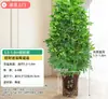 Árvore Bico de Pato de Grande Porte Que Atrai Riqueza de Todas as Direções, Planta de Vaso para Sala de Estar Interna Fácil de Cuidar, Sempre Verde o Ano Todo, em Formato de Torre