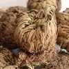 Selaginella Selvagem de Yunnan Medicina Herbal Chinesa 500g Selecionado Natural Sem Enxofre Erva Ressurreição Nove-Mortes Medicina Herbal Chinesa Huan Yang Cao Autêntico