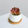 Combinación de Plantas Suculentas Pequeñas en Maceta para Interiores Suculentas Fáciles de Cuidar Plantas Verdes de Escritorio Flores con Maceta Paquete para Principiantes