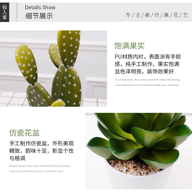 仙人掌小盆栽_06.jpg