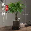 Árbol del Dinero Maceta Planta de Interior Tierra para Flores Pequeño Bonsái Cultivado en Maceta Planta Verde para Sala de Estar Oficina Fortuna Cerámica Maceta Pequeña