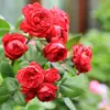 Envío Directo de Una Pieza Plántulas de Rosa Grande para Desfiles Trepadora para Balcón Rosa Trepadora de Cuatro Estaciones Planta Trepadora Rosa Planta de Rosa en Maceta