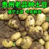Papa Amarilla de Guizhou Recién Desenterrada, Variedad Antigua de Weining, Papas Frescas de Liupanshui, Papas de Alta Montaña Cultivadas en Granja, Aromáticas