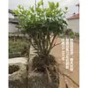Semillas de Flor de Jazmín en Maceta, Bonsái de Pila Vieja, Flores de Té, Florales y Plantas Verdes para Interiores, Balcones y Patios