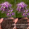 Sementes de Centáurea Perene no Atacado de Várias Regiões, Sementes de Dianthus Multicolores, Flores Medicinais, Flores de Trigo Gigantes, Sementes para Jardinagem