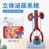 Modelo del sistema urinario humano. Modelo del sistema urinario: riñón, uréter, vejiga y uretra. (estéreo)