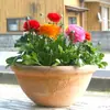 Bulbos de Ranúnculo, bulbos de Peônia, Peônias de flor dobrada, plantas fáceis de cultivar e resistentes para todas as estações, mudas de flores em vasos