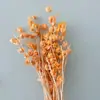 Linterna de Flor Eterna Fruta en stock para venta al por mayor, fruta de gelatina, flor de campanilla de viento, decoración de hotel y casa de huéspedes, arreglos florales, materiales florales para bodas