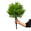 Flores Artificiales Simuladas y Plantas Verdes, Árboles de Ciprés Pequeños, Bonsáis de Ciprés Simulados, Boj, Lavanda, Flores Falsas, Árboles Falsos, Variedades Populares de Pino y Ciprés
