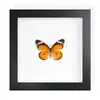 Mariposa Real, Especie Preciosa de Verano, Mariposa Rara, Mariposa Pequeña de Cinta Verde, Adorno de Escritorio, Espécimen de Regalo, Pintura Decorativa, Espécimen de Mariposa
