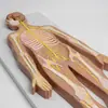 Sistema nervoso sistema nervoso central cérebro medula espinhal sistema anatomia sistema nervoso central cérebro e medula espinhal