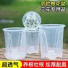 Musgo Sphagnum Maceta Especial para Phalaenopsis Maceta Transparente Aoyama Control de Raíces Espesor Tamaño Grande Transpirable Maceta de Plástico para Orquídeas Hogar