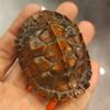 Madera de Ciprés Talla de Concha de Tortuga Amuleto de Riqueza Madera Maciza Tallada Concha de Tortuga Riqueza Pieza Portátil