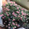 Dropshipping [Plántulas Grandes de 1.6m] Plántulas de Rosa Rosa Trepadora Flor Extra Grande Flores de Floración de las Cuatro Estaciones