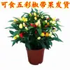 Plantas de pimiento coloridas con fruto, comestibles, frescas, multicolor, pimientos de cinco colores, pimientos apuntando hacia arriba, flores de balcón, plantas verdes