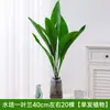 Orquídea de Uma Folha Hidropônica Planta Verde Pote Interno Perene Sala de Estar Celebridade da Internet Planta Criada em Água É Boa para Alimentar Pessoas Preguiçosas Rabanete Verde