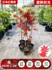 Venta al por mayor Plántulas de Arce Rojo Japonés Cuatro Estaciones Wumei Rojo Plantación en Suelo de Patio Árboles Grandes Resistentes al Frío Plantas de Forestación para Exteriores Viento