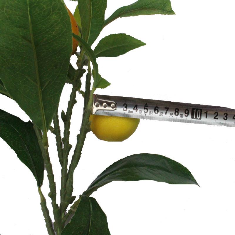 XRB-278 单枝柠檬6叉21叶2果2.jpg