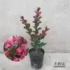 Brote de Lagerstroemia Enana Lagerstroemia de Hoja Púrpura Terciopelo Sprite Púrpura Carmesí Flor Roja Planta de Patio Balcón Cuatro Estaciones Floración