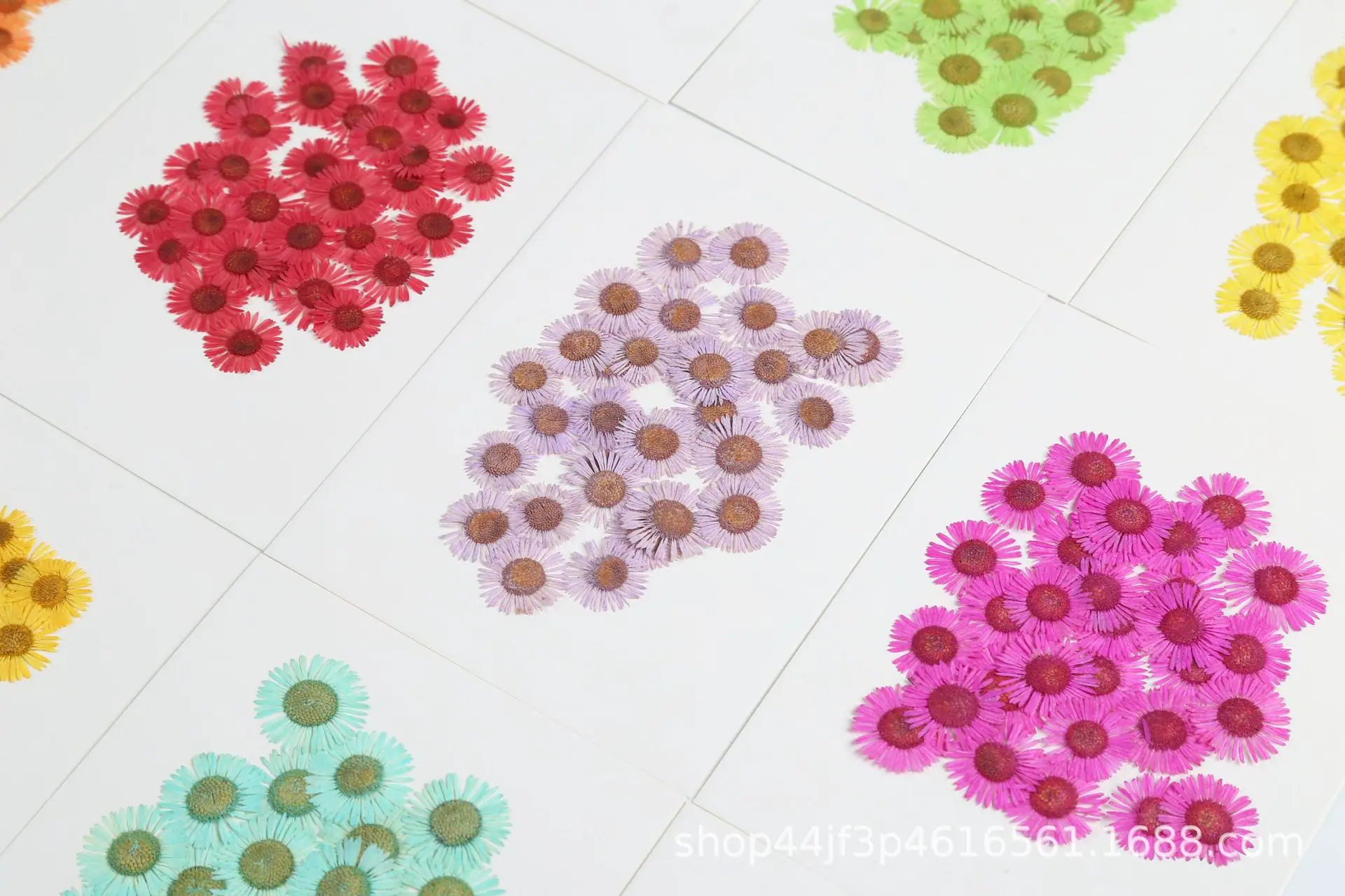 针菊