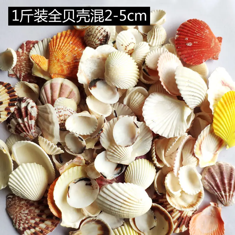 1斤装全贝壳混2-5cm