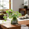 Musgo de Hera Nevado Bola de Musgo Hidropônica Planta Verde Folhagem Planta de Folha Verde Trepadeira Planta Verde em Vaso