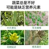 Solución Revitalizante para Plantas, Tipo Universal Solución Nutritiva para Plantas Verdes, Solución Activa Especial para Tallos Amarillentos, Crecimiento de Raíces y Promoción del Crecimiento